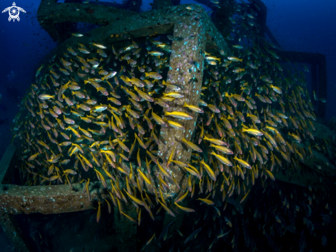 A Lutjanus lutjanus | Big Eye Snapper