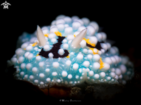 Nudibranch