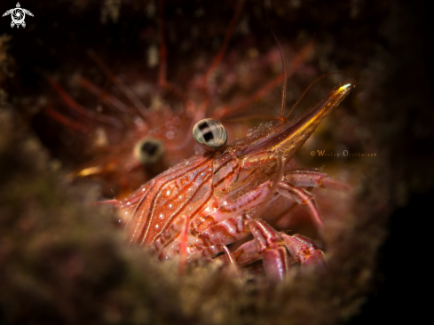 A Bruce's hinge-beak shrimp