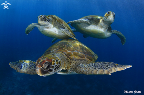 A Chelonia mydas | Green turtle