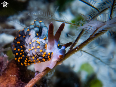 A Nudibranch