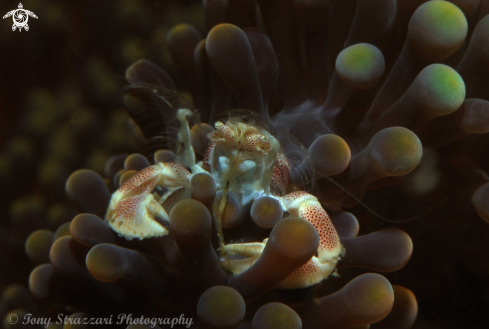 A Porcelain crab