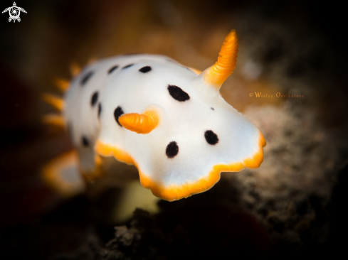 A Nudibranch