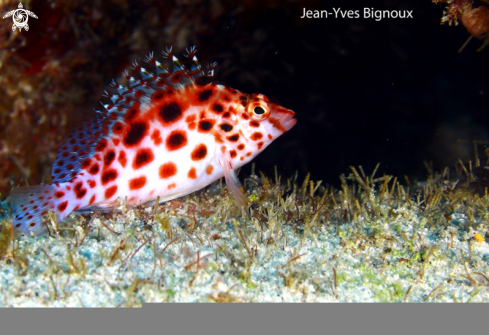 A Coral Hawkfish