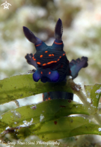 A Nembrotha (unidentified)