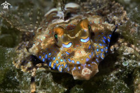 A Dactylopus dactylopus | Fingered Dragonet