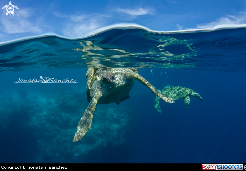 A Green turtles mating