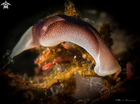 A Chelidonura amoena | Headshield slug