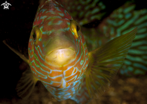 A Symphodus melops | Corkwing Wrasse