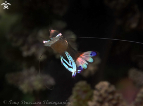 A Ancylomenes magnificus | Magnificent anemone shrimp