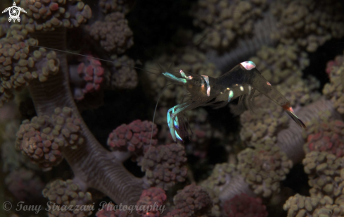 A Holthuis anemone shrimp