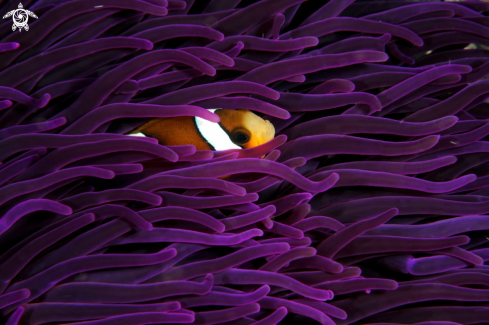 A 	 Amphiprioninae | clownfish