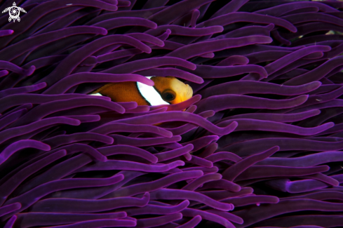 A clownfish