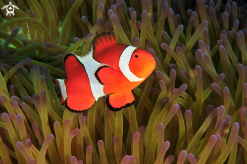 A Amphiprion ocellaris | Common Clownfish