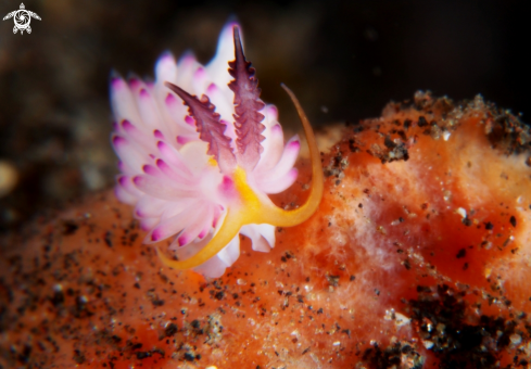 A Nudibranch