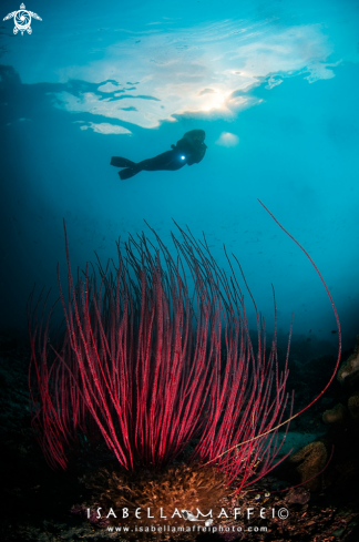 reef scape