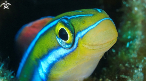 A bluestriped fangblenny