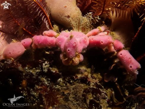 A Hotlips Spider Crab