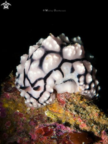 A Phyllidiopsis krempfi | Nudibranch