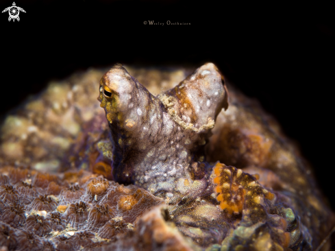 A Abdopus abaculus | Mosaic Octopus