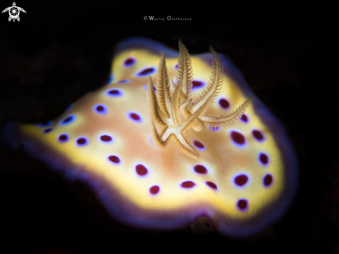 A Goniobranchus kuniei | Nudibranch