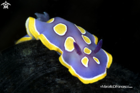 A  Chromodoris Luteorosea |  luteorosea