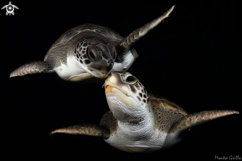 A green turtle