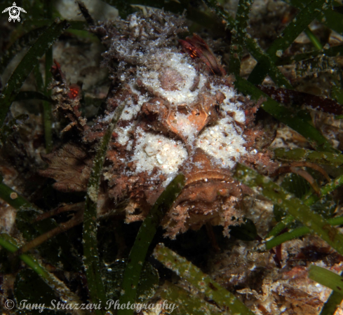 A Spiny devilfish