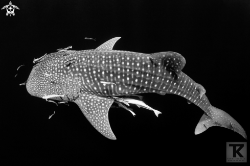 A Rhincodon typus | Whale shark