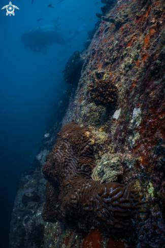 A Bearded Scorpion-Fish