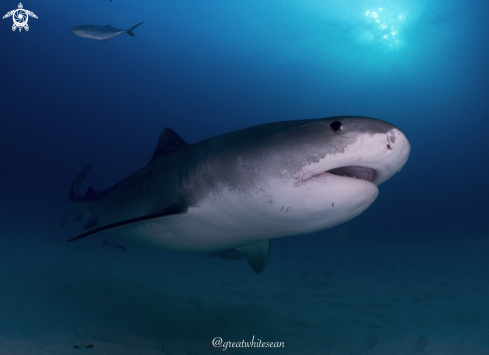 Tiger Shark