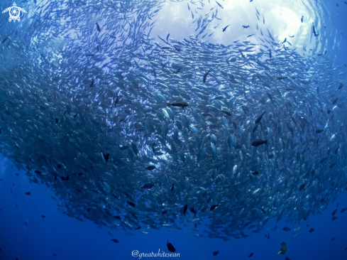 A Caranx sexfasciatus | Jackfish