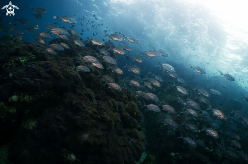 A Bigeye Trevally