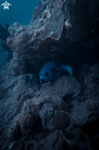 A Black-spotted Pufferfish