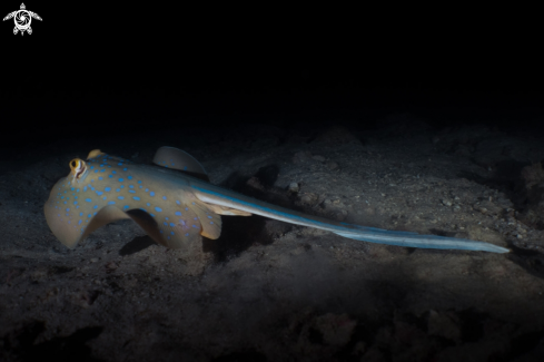 A Bluespotted Stingray