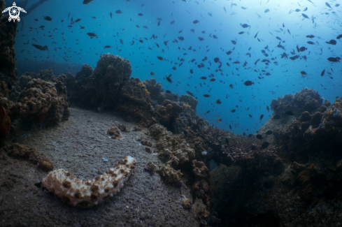 A Commun Sea Cucumbers