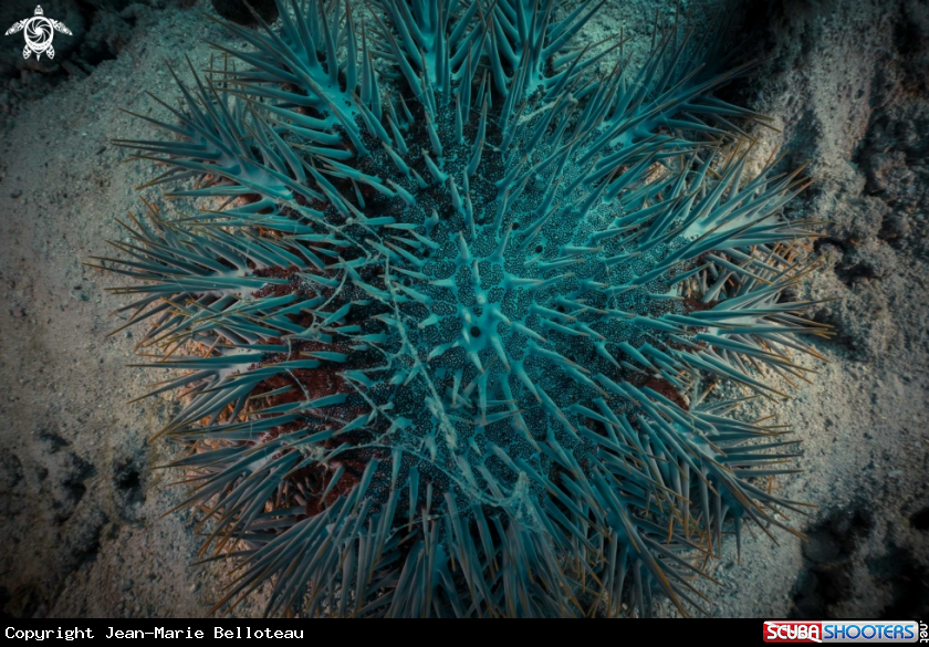 A Crown of Thorns Starfish
