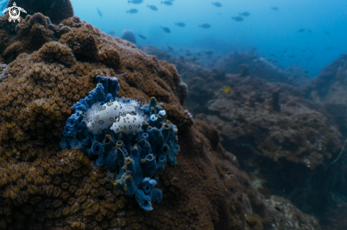 A Dotted Nudibranch