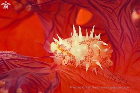 A Primovula roseomaculata | Kouwri