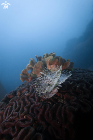 A Feather Star