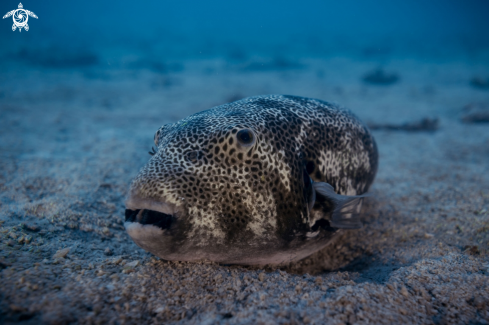 A Giant Pufferfish