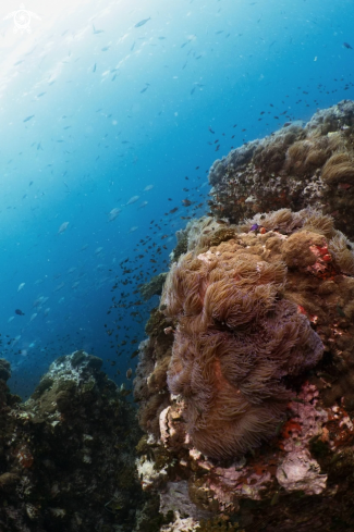 A Magnificent Sea Anemone