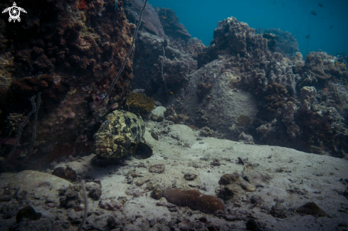 A Malabar Grouper