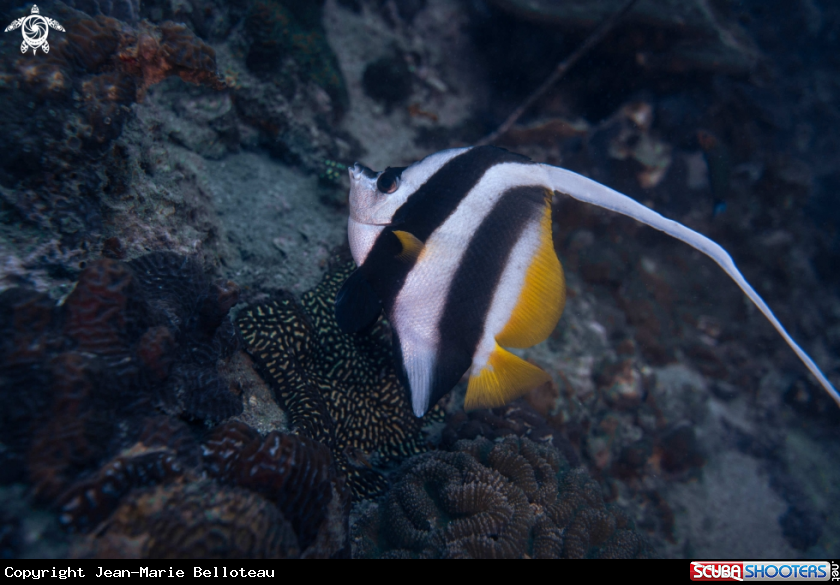 A Pennant Coralfish