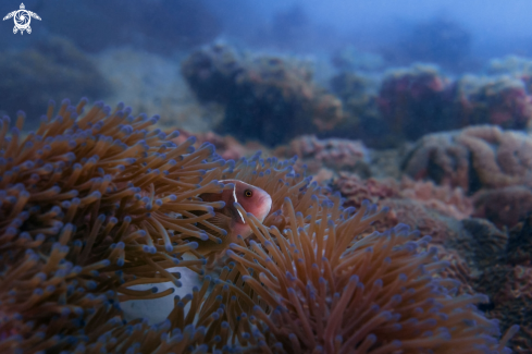 A Pink Skunk Clownfish