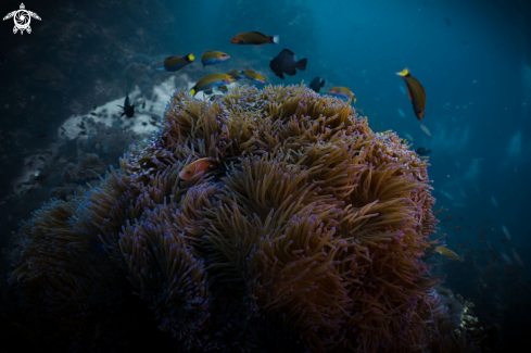 A Pink Skunk Clownfish