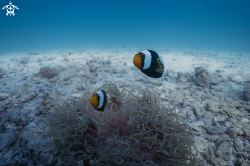 A Saddleback Anemonefish