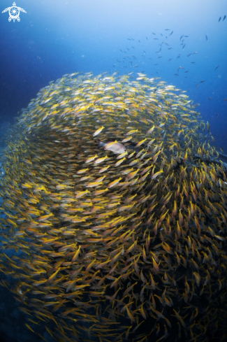 A School  of Yellowback Fusilier - Long Face Emperor