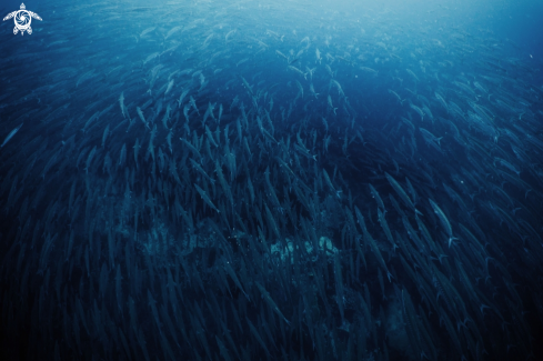 A School of Great Barracuda