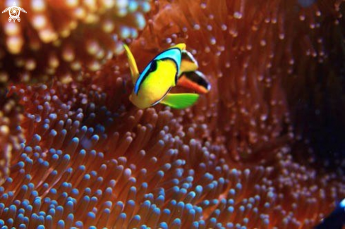 A Anemonefish,Clownfish